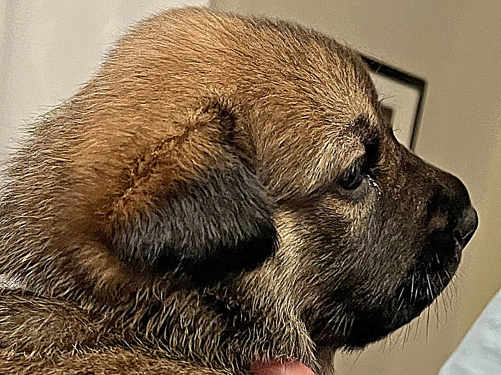 chinook puppy